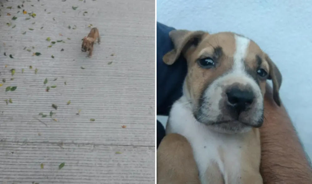 Miles de usuarios han quedado conmovidos al conocer esta tierna historia. Foto: captura de Facebook