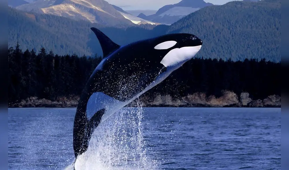 La orca Keiko fue liberada en el año 1996, luego de muchos esfuerzos de los ecologistas. (Foto: Difusión)