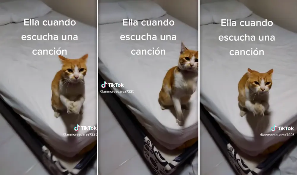 Gatita causa sensación en TikTok con singulares pasos de baile al escuchar reguetón. Foto: TikTok/@gatita_manbo1 Gatita causa sensación en TikTok con singulares pasos de baile al escuchar reguetón. Foto: TikTok/@gatita_manbo1