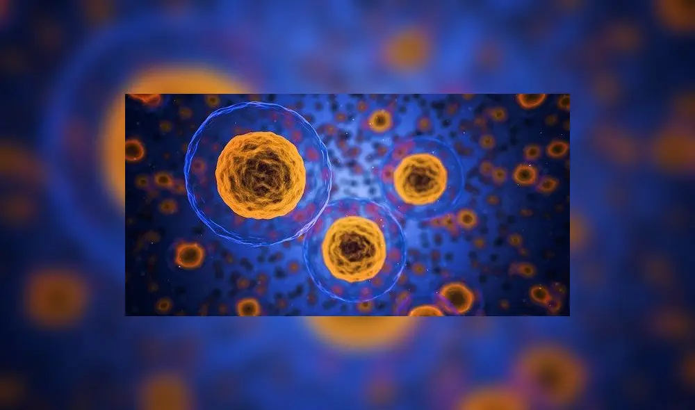 Las células animales también son conocidas como eucariotas. Foto: referencial/Pixabay.