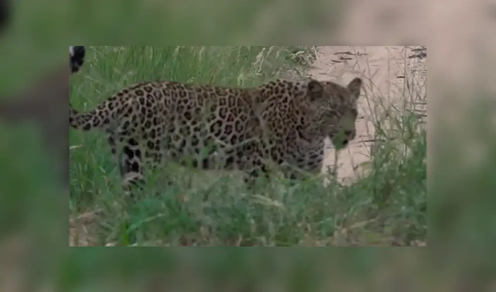 YouTube viral: un leopardo le tendió trampa a marmota bebé y tuvo inesperado final [VIDEO] 