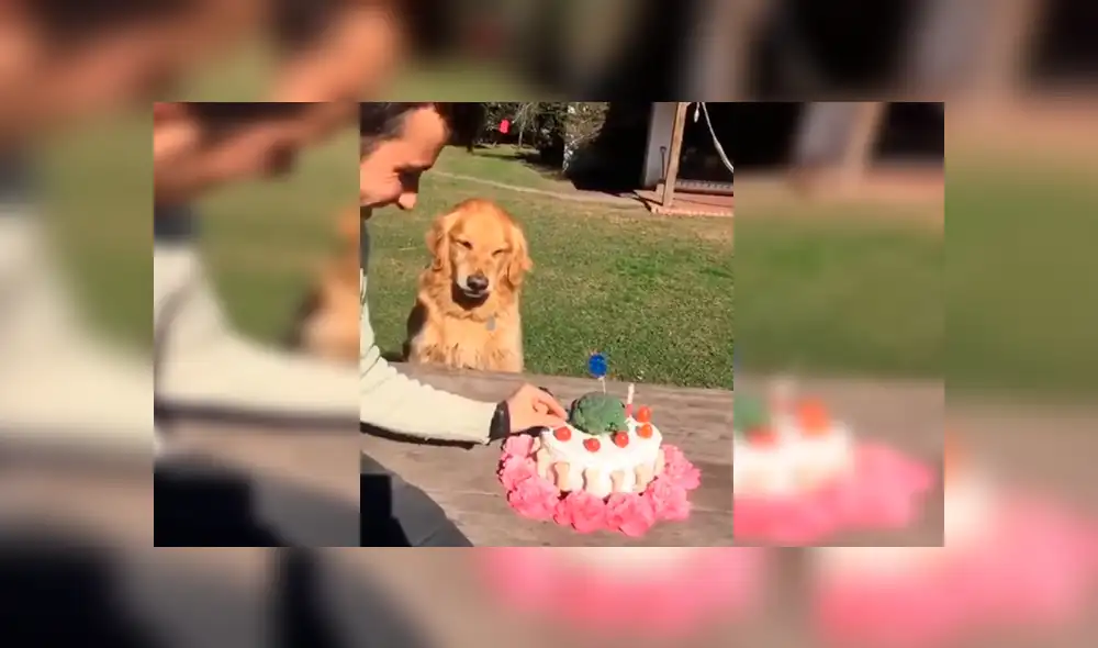 YouTube viral: hombre intenta quitarle la torta a su perro ‘cumpleañero’ y este enfurece 