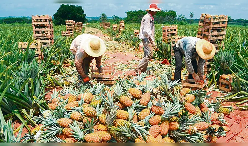 Agricultores de piña Golden Lambayeque
