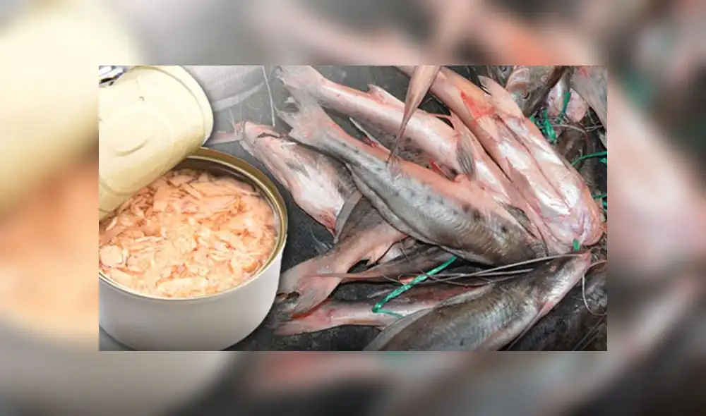 España prohíbe que niños y embarazadas consuman atún por presencia de mercurio