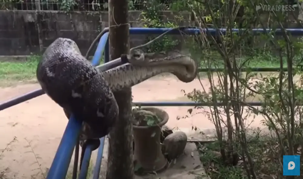 Desliza hacia la izquierda para ver las imágenes del video viral. Foto: captura de Facebook.