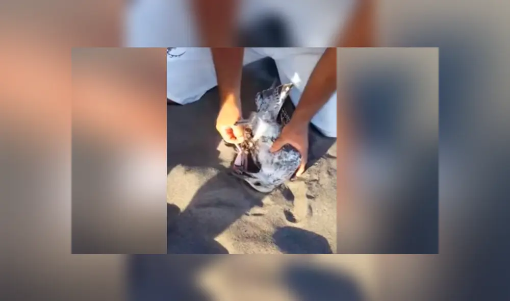 Un video viral muestra cómo un grupo de bañistas hicieron hasta lo imposible para salvar la vida de un ave.