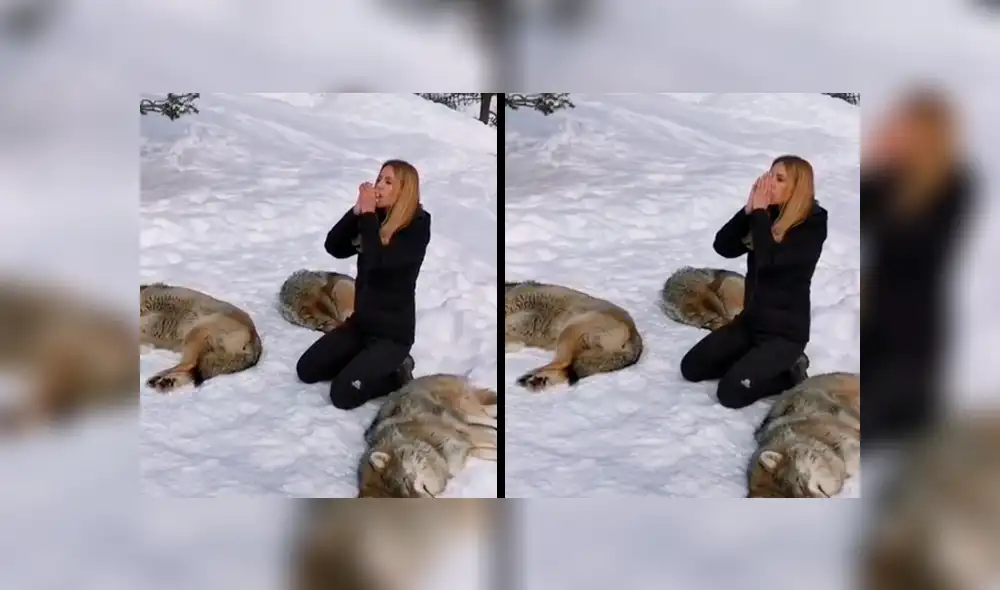 Los lobos reaccionaron de una forma increíble tras oír el aullido de la mujer. Foto: captura