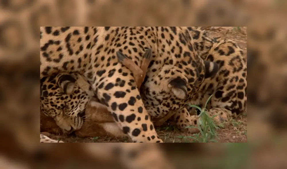 Los jaguares serían liberados en poco tiempo, mientras tanto, aprenden a vivir solos. Foto: captura. Los jaguares serían liberados en poco tiempo, mientras tanto, aprenden a vivir solos. Foto: captura.
