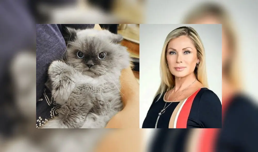 La mexicana Leticia Calderón abandonó el set de la telenovela “Imperio de Mentiras” por culpa de un gato que apareció en el jardín donde se realizan las grabaciones.