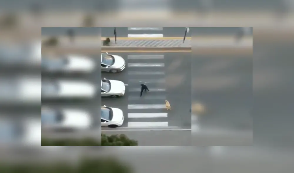 En YouTube, un señor se percató de la presencia de un perro callejero y lo ayudó para que cruce la pista. En YouTube, un señor se percató de la presencia de un perro callejero y lo ayudó para que cruce la pista.