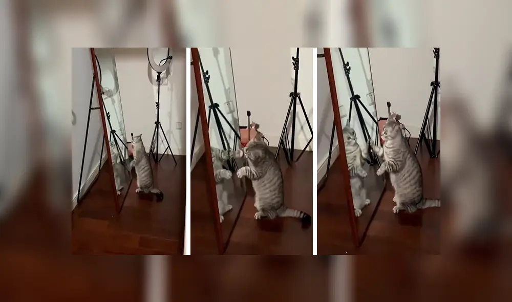 En Facebook, un joven grabó el preciso momento que su gato mira su reflejo en el espejo y tiene inesperada reacción. En Facebook, un joven grabó el preciso momento que su gato mira su reflejo en el espejo y tiene inesperada reacción.