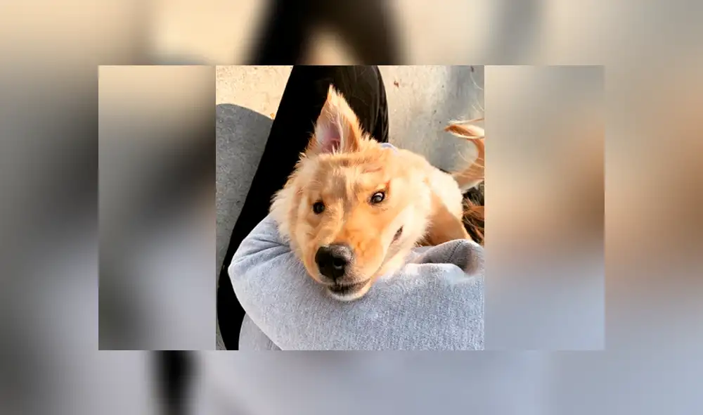 A través de Facebook se ha vuelto viral la historia de Rae, la perrita 'unicornio'.