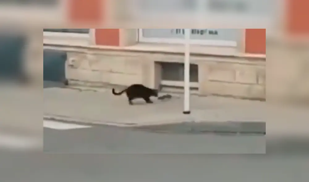 Video es viral en Facebook. El gato pensó que sería ‘pan comido’ devorar a este pequeño ratón; sin embargo, el roedor le demostró su ferocidad y lo obligó a salir huyendo. Foto: Captura. Video es viral en Facebook. El gato pensó que sería ‘pan comido’ devorar a este pequeño ratón; sin embargo, el roedor le demostró su ferocidad y lo obligó a salir huyendo. Foto: Captura.
