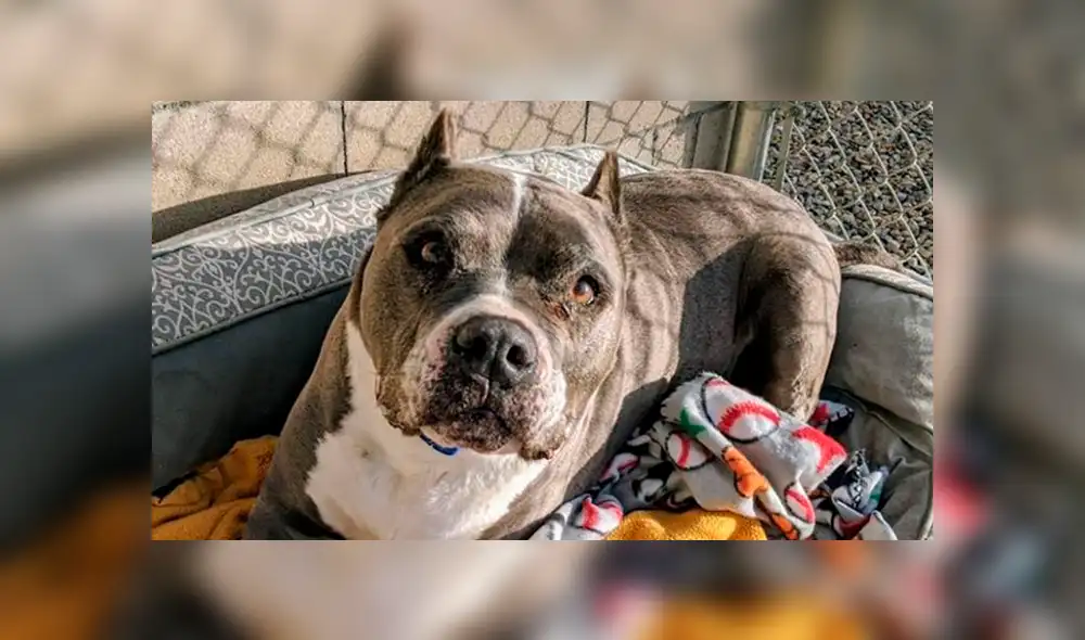 En Facebook, un perro tuvo que esperar por un largo tiempo para recibir el cariño y amor de una familia.