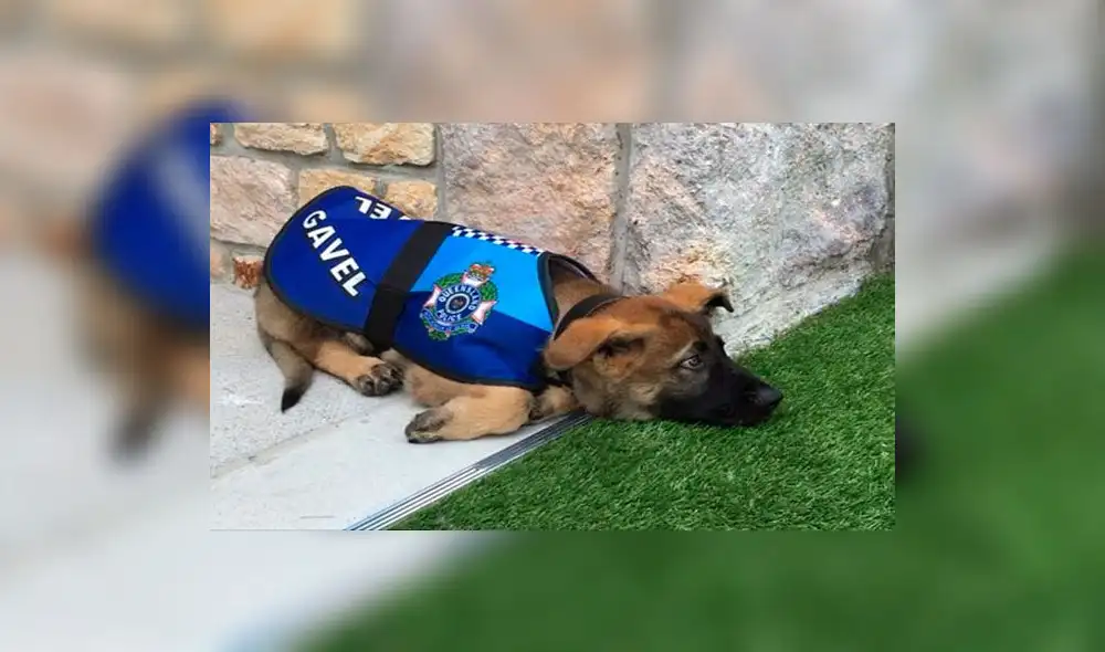Twitter: expulsan a perro de la policía por ser 'demasiado tierno' Twitter: expulsan a perro de la policía por ser 'demasiado tierno'