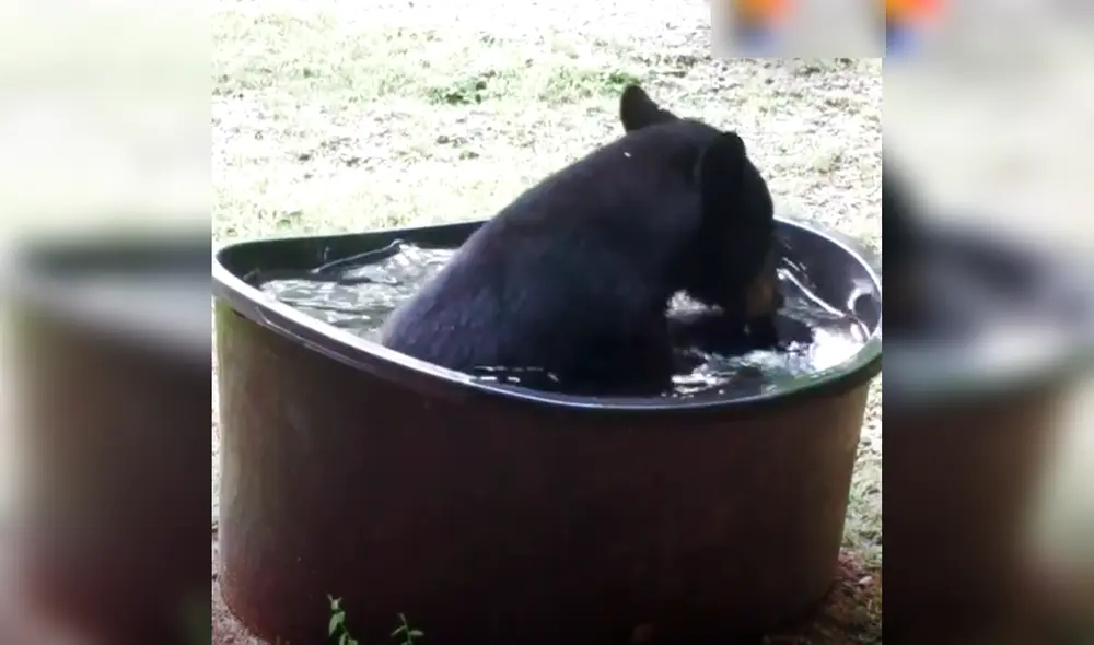 Desliza hacia la izquierda para ver las divertidas imágenes de Bertha y sus crías. Foto: captura de YouTube