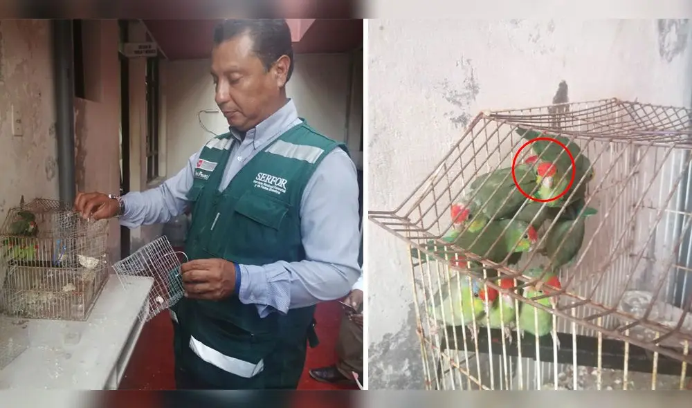 Once periquitos fueron encontrados en jaulas y uno muerto.