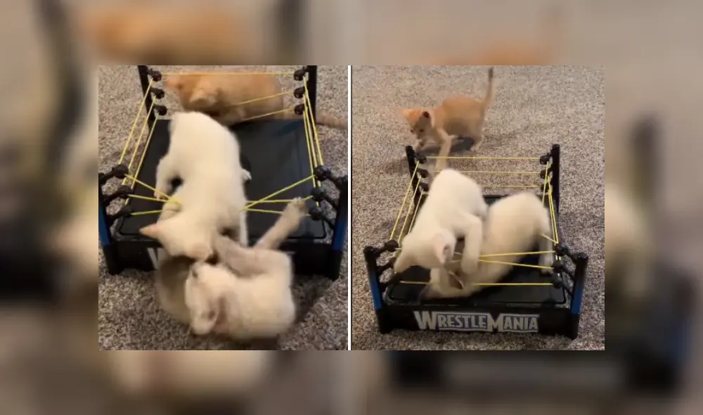 Desliza las imágenes para ver más detalles de este épica pelea protagonizada por tres pequeño gatos. (Foto: captura / YouTube)