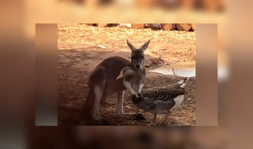 Canguro se abraza con ganso y sus muestras de cariño enamoran a miles [VIDEO] 