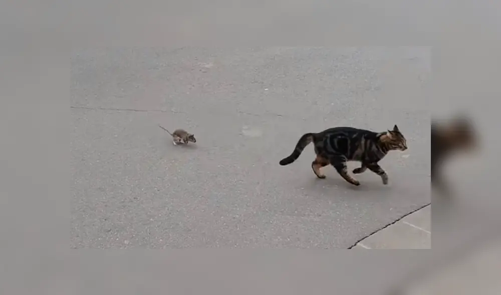 Fiera rata se enfrenta a un hambriento gato que quería devorarlo y esto fue lo que ocurrió [VIDEO]