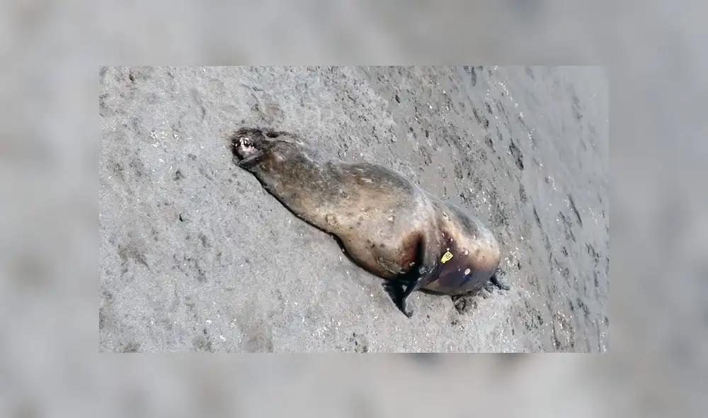 Lobos de Mar son encontrados muertos en playa de Chorrillos [VIDEO]