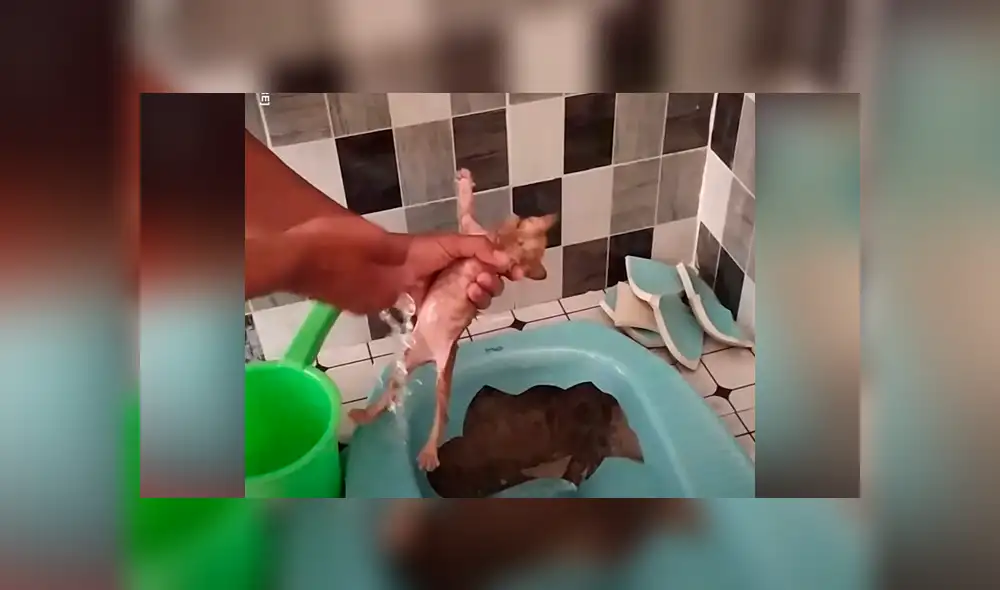 Un video viral de Facebook registró el instante en que un chico rescató a una aterrada criatura que quedó atrapada en las cañerías de una bañera. Un video viral de Facebook registró el instante en que un chico rescató a una aterrada criatura que quedó atrapada en las cañerías de una bañera.