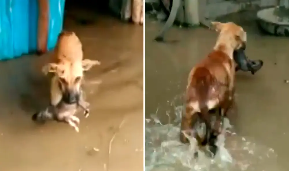 La aldea donde se encuentra la perrita viene sufriendo inundaciones por las intensas lluvias. Foto: ANI / Twitter La aldea donde se encuentra la perrita viene sufriendo inundaciones por las intensas lluvias. Foto: ANI / Twitter