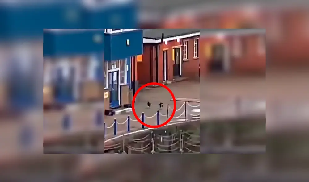 En Facebook, un joven fue testigo de como un travieso gato cayó al río y no dudó en ayudarlo. En Facebook, un joven fue testigo de como un travieso gato cayó al río y no dudó en ayudarlo.