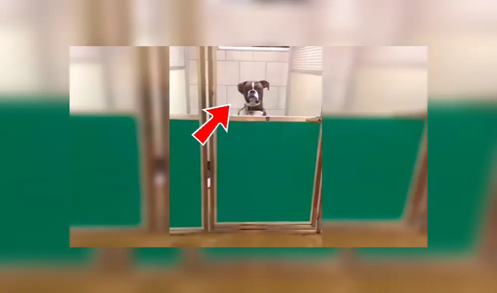 En Facebook, un perro lanzó una furiosa mirada a su amo para mostrar su desacuerdo tras ser trasladado al veterinario. En Facebook, un perro lanzó una furiosa mirada a su amo para mostrar su desacuerdo tras ser trasladado al veterinario.