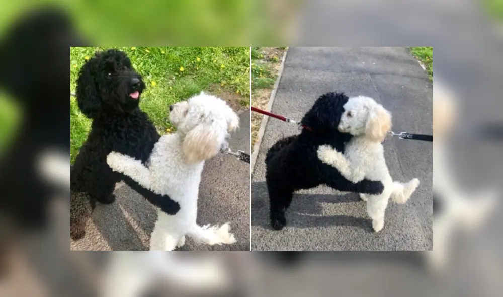 Desliza las imágenes para ver más detalles de este tierno reencuentro que ya es viral en Facebook. Desliza las imágenes para ver más detalles de este tierno reencuentro que ya es viral en Facebook.