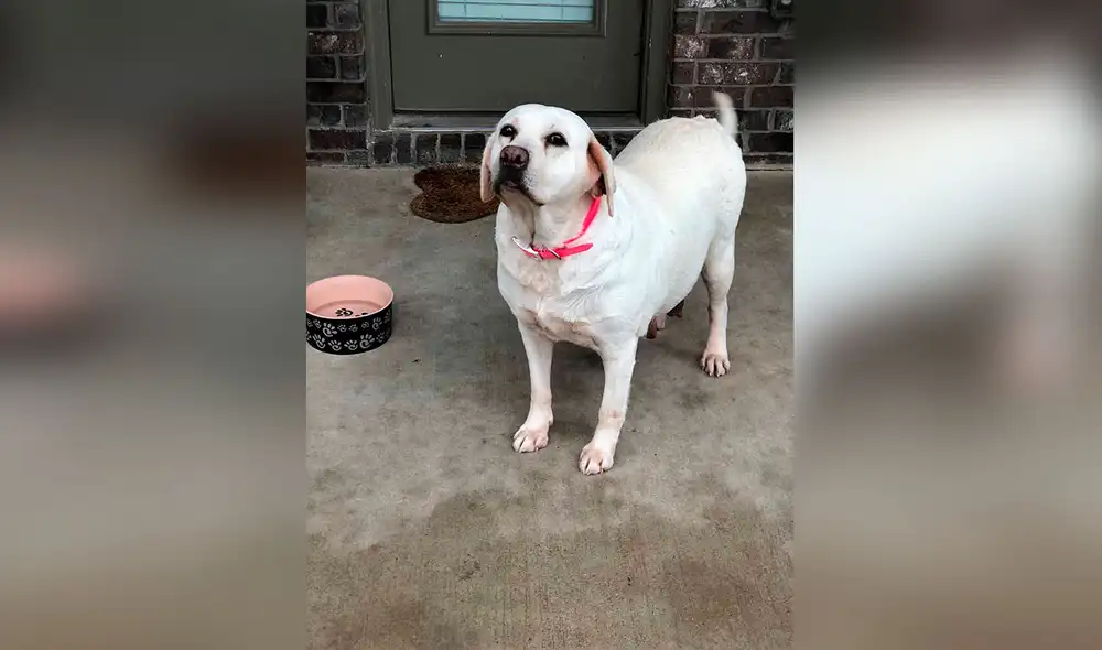 Desliza las imágenes para conocer la conmovedora historia de una perrita que cuidó a unos cachorros como si fueran suyos. Foto: Facebook