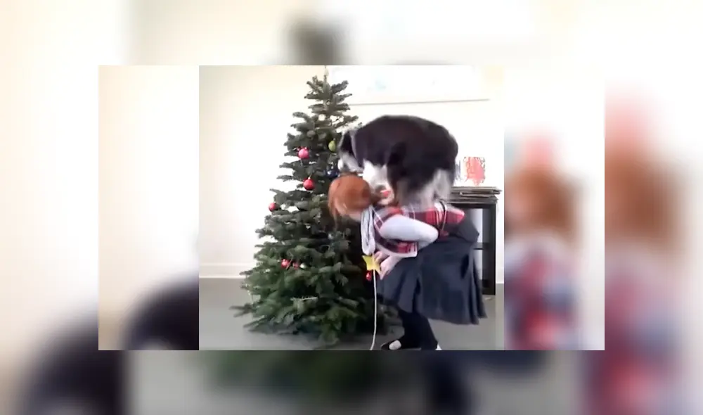 Video es viral en Facebook. El can ha causado sensación en las redes tras la difusión el video en el que se le ve apoyando a su dueña con cada adorno del árbol navideño Video es viral en Facebook. El can ha causado sensación en las redes tras la difusión el video en el que se le ve apoyando a su dueña con cada adorno del árbol navideño