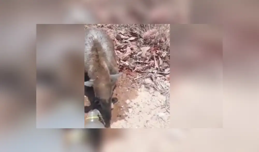 El camionero protagonizó un tierno momento junto a este oso hormiguero y se hizo viral en Facebook. El camionero protagonizó un tierno momento junto a este oso hormiguero y se hizo viral en Facebook.