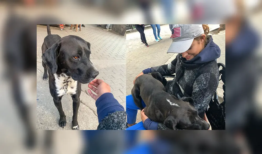 Lima 2019: la nueva vida de ‘Milko’ y otros perros callejeros que fueron adoptados por deportistas