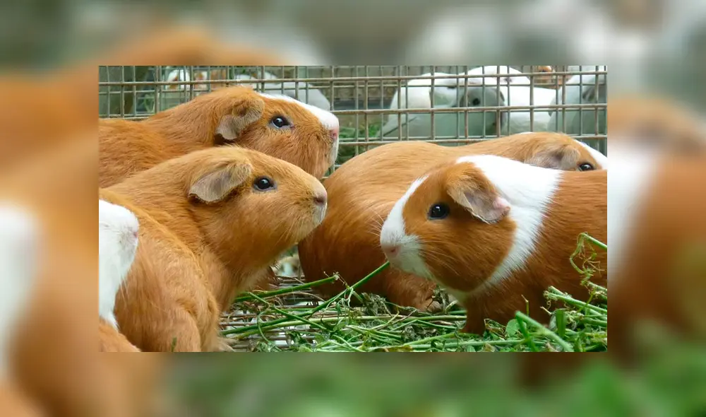 Pachacámac: se realizará la octava edición del festival gastronómico ‘Misky cuy’ Pachacámac: se realizará la octava edición del festival gastronómico ‘Misky cuy’