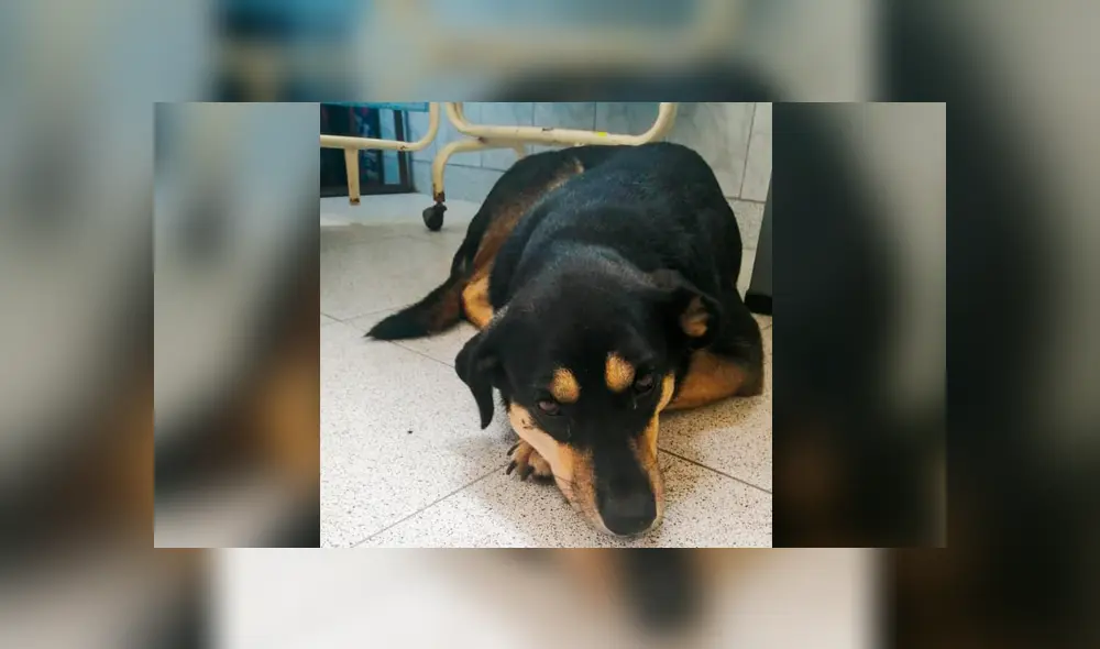 Los perritos que vivían con los policías están en adopción. Los perritos que vivían con los policías están en adopción.