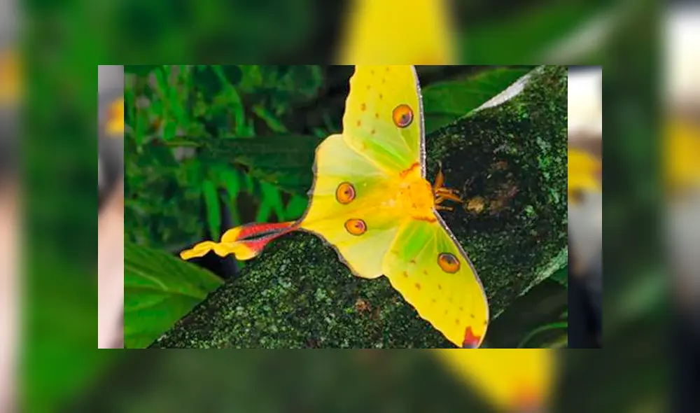 Desliza para ver la mariposa que ha sorprendido a todos en YouTube. Foto: Captura.