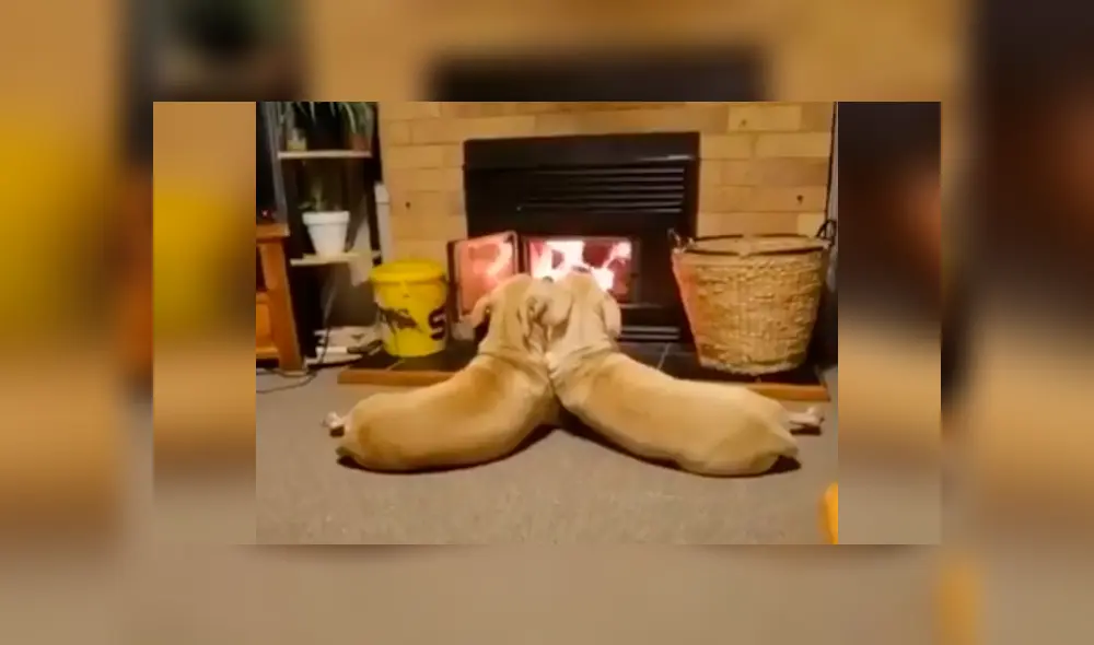 Desliza las imágenes para observar el amoroso momento de dos perros que aprovecharon estar solos en casa. Foto: Captura. Desliza las imágenes para observar el amoroso momento de dos perros que aprovecharon estar solos en casa. Foto: Captura.