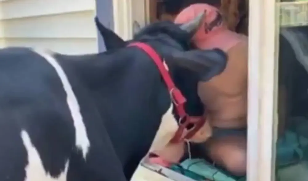 La vaca Jenna y su dueño Ryan se han vuelto virales en todo el mundo. Foto: Facebook/RT Actualidad La vaca Jenna y su dueño Ryan se han vuelto virales en todo el mundo. Foto: Facebook/RT Actualidad