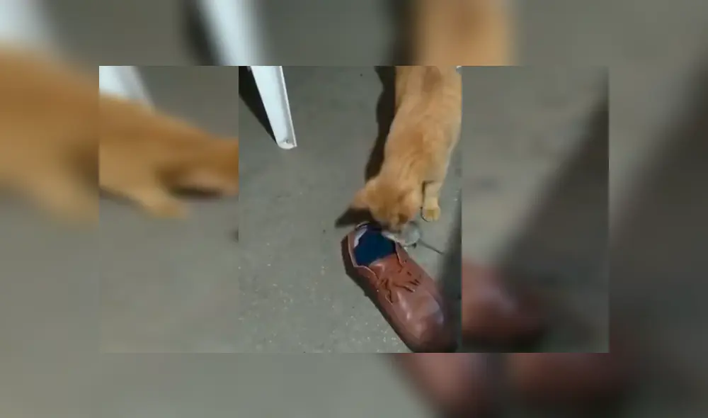 En Facebook, una joven grabó el momento que su gato puso a un indefenso ratón en unos zapatos para evitar que se fugue. En Facebook, una joven grabó el momento que su gato puso a un indefenso ratón en unos zapatos para evitar que se fugue.