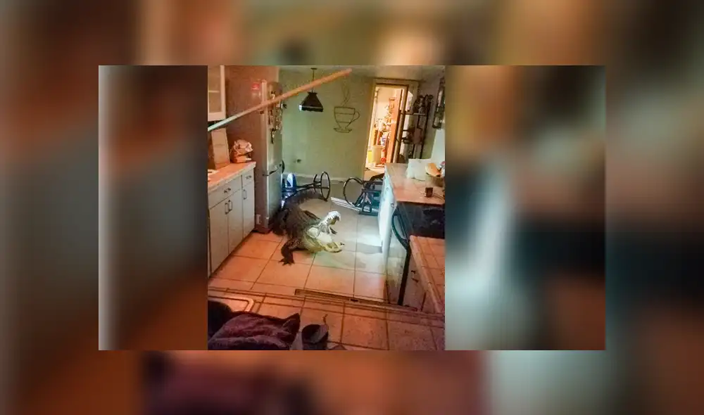 Facebook viral: Furioso cocodrilo ingresa por la ventana de una casa y sorprende a su dueño [VIDEO]