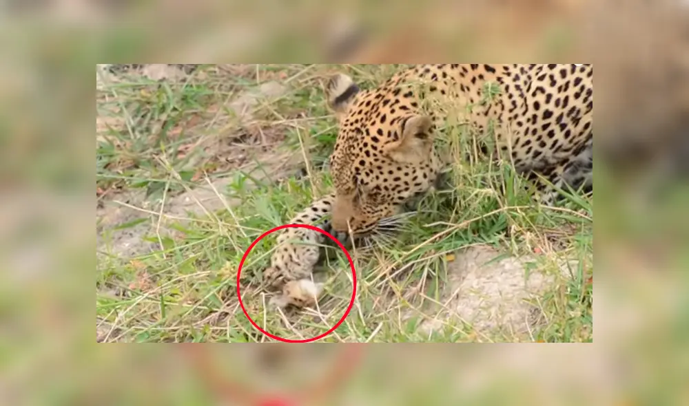 Hambriento leopardo juega con su presa antes de comérsela, comete error y se le escapa [VIDEO] 