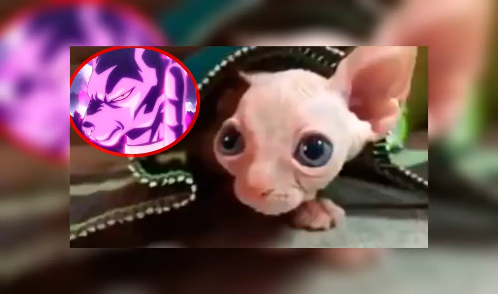 Dragon Ball Super: así reaccionó un 'gato egipcio' cuando tuvo encuentro con "Bills", el Dios de la Destrucción [FOTOS]