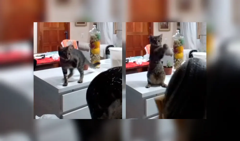 Video es viral en YouTube. La dueña del gato se percató del gracioso comportamiento de su mascota y aprovechó para enseñarle cómo se lavan los servicios