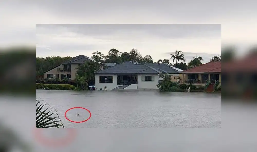 ‘Diluvio’ en Australia: inundaciones y hasta un supuesto tiburón nadando en la ciudad [FOTOS]