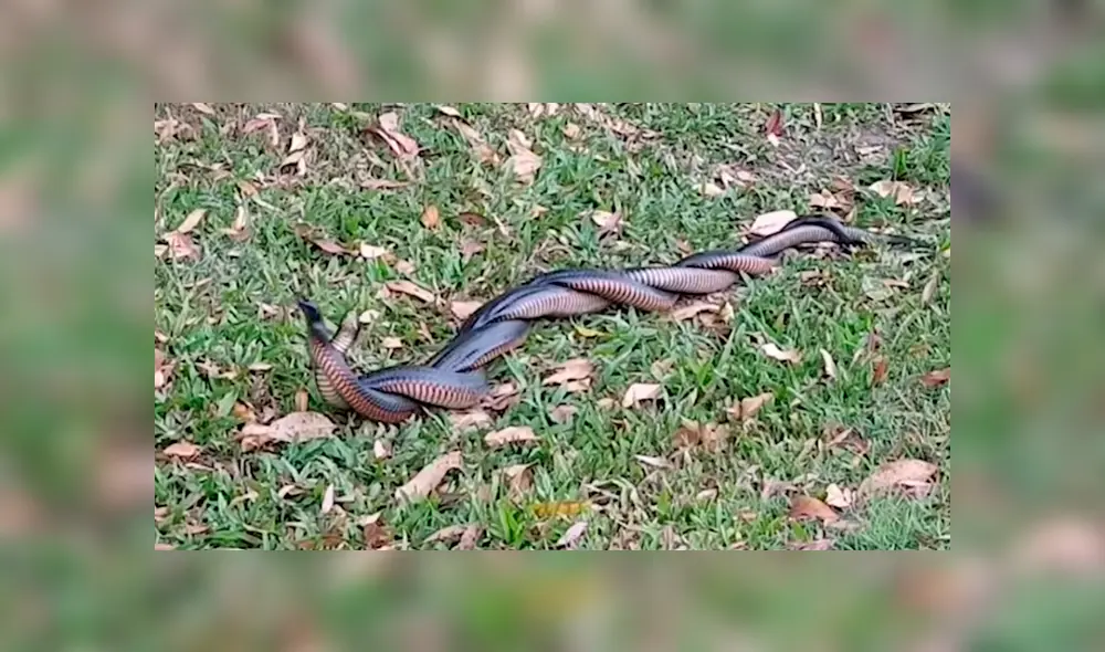 YouTube viral: creyó encontrar a dos serpientes 'apareándose', se acerca y queda aterrado al descubrir la verdad