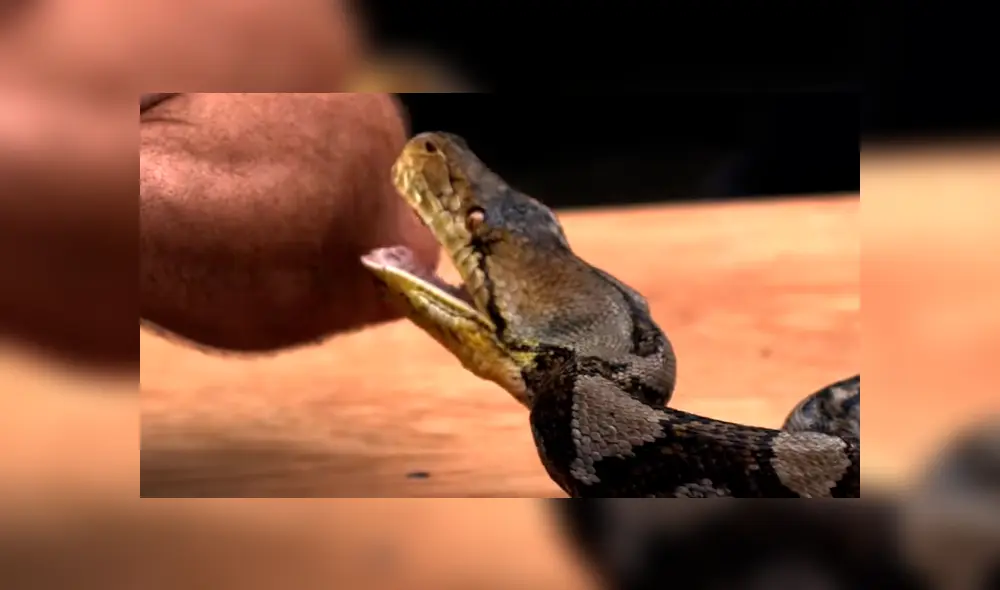 El protagonista del video viral de YouTube dejó que una serpiente pitón abra sus mandíbulas para morder su brazo.
