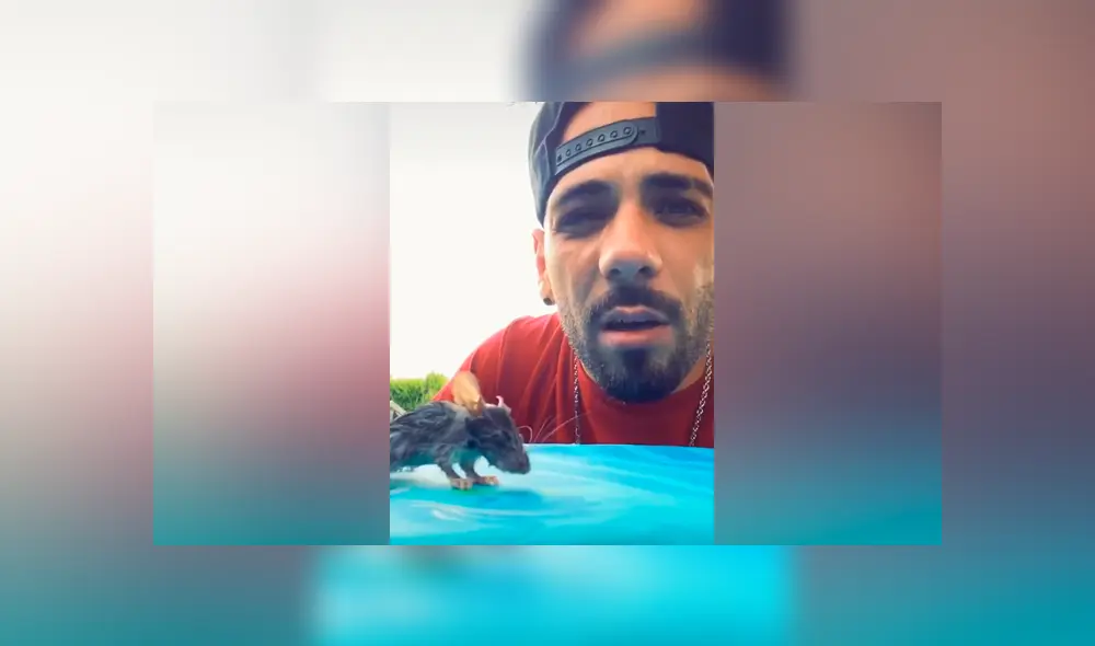 Desliza las imágenes para ver el dramático rescate que hizo un joven a un ratón que se estaba ahogando en una piscina. Foto: Mag Demon/TikTok Desliza las imágenes para ver el dramático rescate que hizo un joven a un ratón que se estaba ahogando en una piscina. Foto: Mag Demon/TikTok