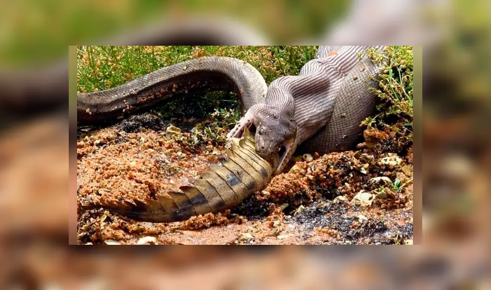 Hombre graba el momento en que una enorme serpiente devora a cocodrilo. Hombre graba el momento en que una enorme serpiente devora a cocodrilo.
