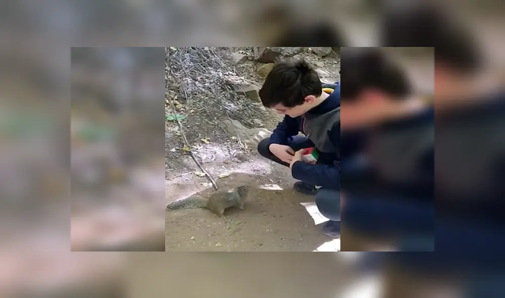 En Facebook, una ardilla quedó fascinada con la habilidad de un chico y quiso imitar sus movimientos.